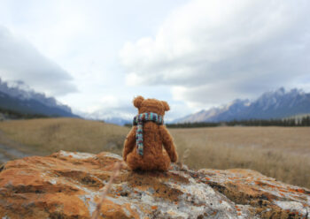 Rear view of teddy sitting on a rock