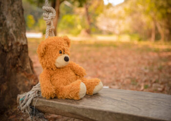 Bear sitting on a piece of wood leaning against a rope