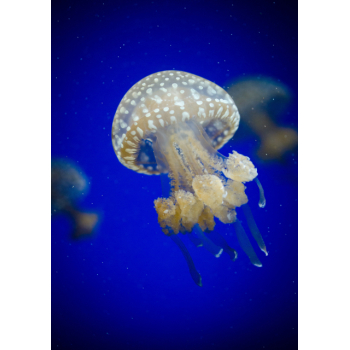 Large spotted jelly fish