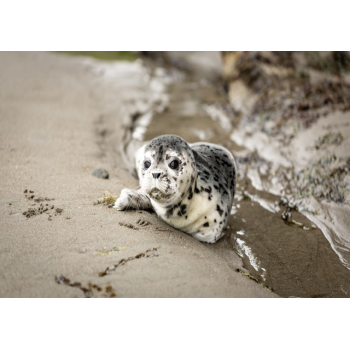 Seal pup on shoreline