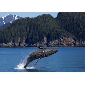 Whale jumping out of ocean with mountains and forest background