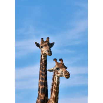 Two giraffes with a blue sky background