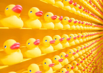 Rows of yellow ducks
