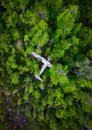 Wreckage of plane in a forest