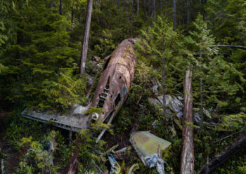 Plane wreckage in forest