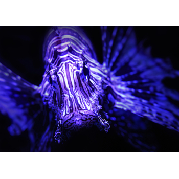 Close up of brown striped tropical fish