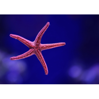 Starfish with a blue background