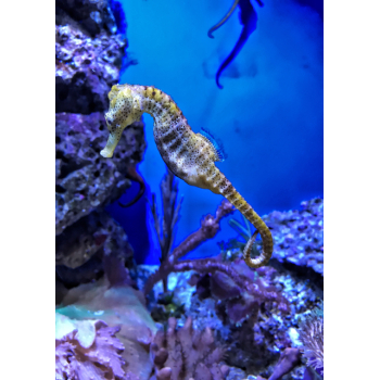 Seahorse swimming near rocks