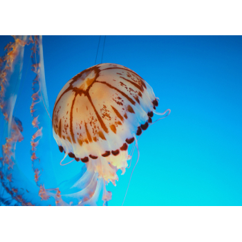Large brown and white jelly fish