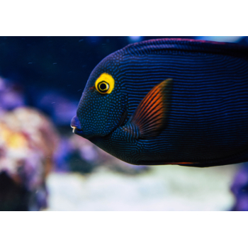 Close up of a black striped fish