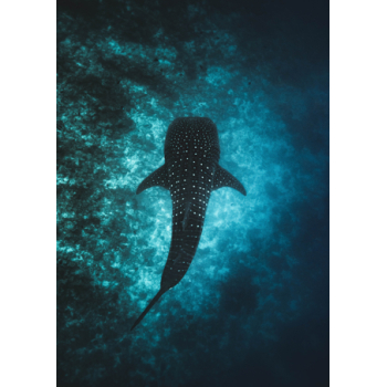 Whale swimming in the ocean