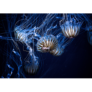 Very large striped jelly fish