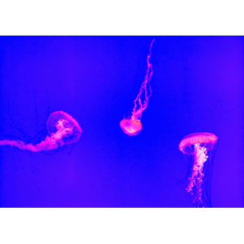Three jelly fish with blue sea background