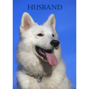 Cute dog Husband birthday card