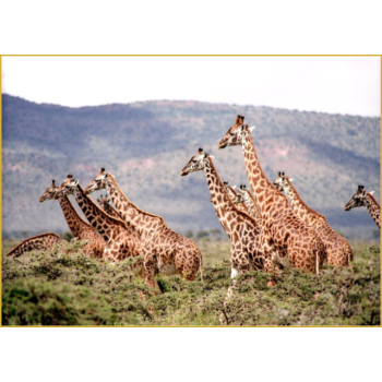 Herd of giraffes in shrubbery