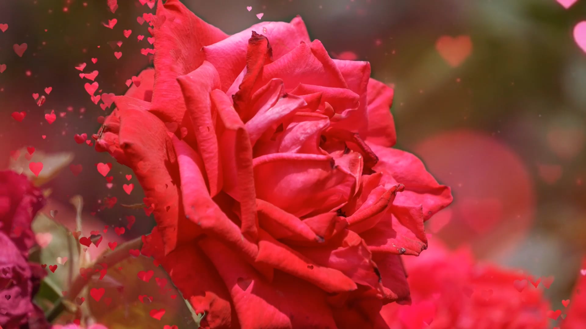 Red rose Wife Anniversary